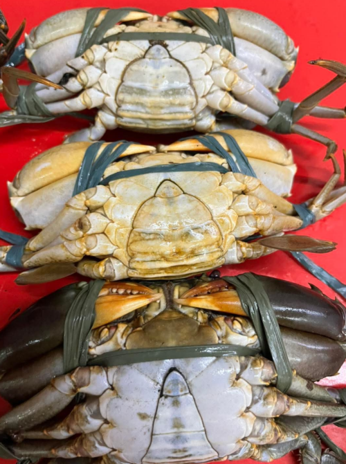 Fresh Mud Crab per kilo - Image 2