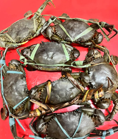 Fresh Mud Crab per kilo - Image 3