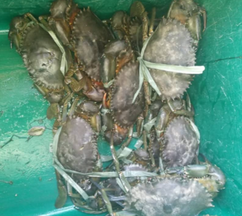 Fresh Mud Crab per kilo - Image 4