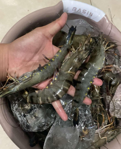 Fresh Tiger Prawn per kilo - Image 2